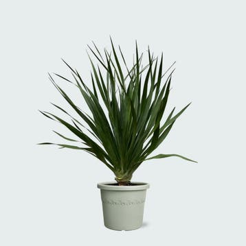 Green Bubble - Dracaena Draco - 100cm - Ø30 cm, Tuin en Terras, Planten | Tuinplanten, Ophalen of Verzenden