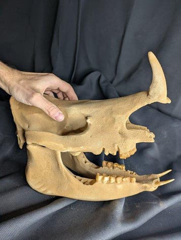Fossiele schedel - Minoceras - smallest Rhinoceros species -
