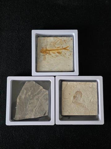 Gefossiliseerd dier - Lot of 3 Fossils – Lycoptera Fish,