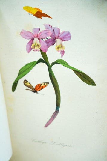 MM. P. Bernard, L. Couailhac, Gervais, et Emm. Lamaout - Le