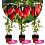 Lycium Barbarum Gojibes + Pot 9cm 3 stuks, Verzenden, Halfschaduw