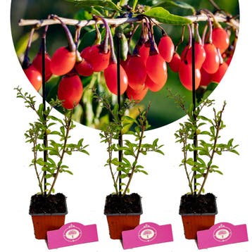 Lycium Barbarum Gojibes + Pot 9cm 3 stuks, Verzenden, Halfschaduw