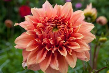 Dahlia Fairway spur (zalmkleurig, Dahlia’s kopen?), Tuin en Terras, Bloembollen en Zaden, Ophalen of Verzenden