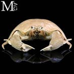 Calappa Calappa uit de Filipijnen – Gedroogde krab voor de