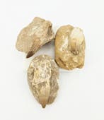 Mosasaurustand Fossiel in matrix, Ophalen of Verzenden