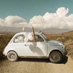 Carla Sutero Sardo - Stunning Colors