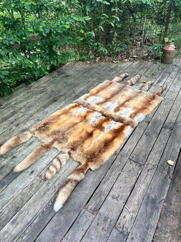 Rode vos Taxidermie schoudermontage - Vulpes vulpes RUG - 0