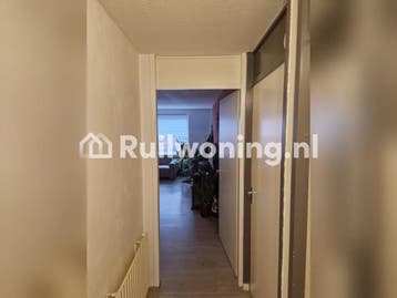 App. Rijnsburg zoekt huisje in de buurt
