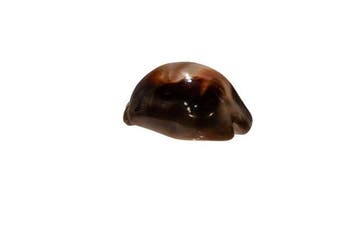 Cypraea ventriculus (Buikachtige Kauri) – Exquis, Nieuw