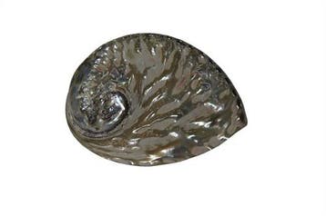 Abalone schelp middel Gepolijst 13-15 cm per stuk, Ophalen of Verzenden, Nieuw