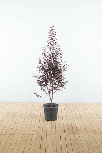 Prunus cerasifera Nigra struik, Tuin en Terras, Planten | Tuinplanten