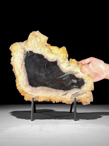 Prachtige snede van versteend hout op een op maat gemaakte