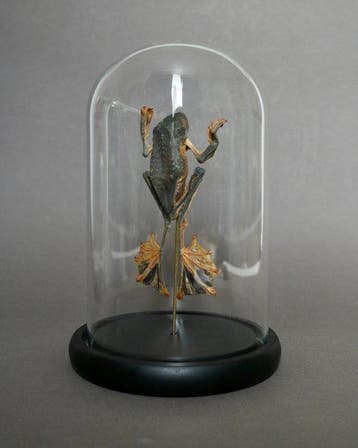 Kikker Taxidermie volledige montage - Racophorus reinwardtii, Antiek en Kunst