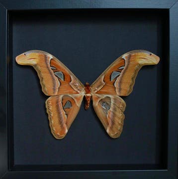 Vlinder Taxidermie volledige montage - Attacus atlas - 25 cm