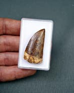 Dinosaurus - Fossiele tand - Carcharodontosaurus saharicus