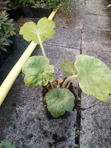 Astilboides tabularis tafelblad P9, Ophalen of Verzenden, Zomer, Vaste plant, Halfschaduw
