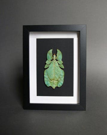 bladphasme Taxidermie volledige montage - Phyllium