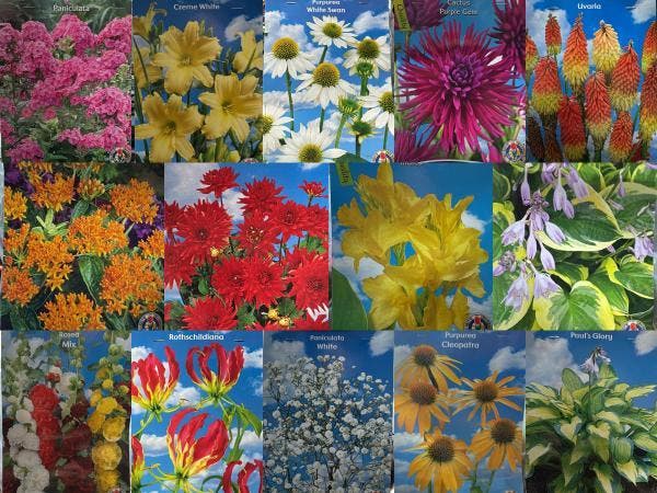 Veiling - Bloembollen Mix – 20+ Soorten Exclusieve Tuinblo, Tuin en Terras, Bloembollen en Zaden
