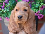 Leuke Gezelschapshondjes., Nederland, Parvo, Overige rassen, 8 tot 15 weken