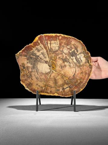 Prachtige plak van zeldzaam rood versteend hout op een