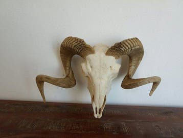ram-schedel Schedel - Ovies aries - 0 cm - 0 cm - 0 cm, Nieuw