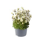 Saxifraga x arendsii Pixie  Winterharde bodembedekker voo..., Tuin en Terras, Ophalen of Verzenden, Vaste plant, Bodembedekkers