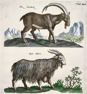 Matthäus Merian (1593-1650) - hand coloured folio, Ibex,