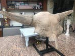 Bizon - Fossiele schedel - Bison priscus - 46 cm - 92 cm