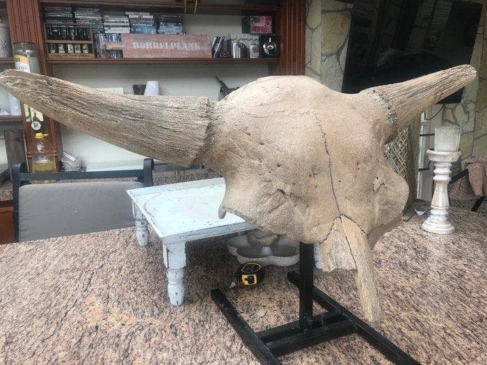 Bizon - Fossiele schedel - Bison priscus - 46 cm - 92 cm, Verzamelen, Mineralen en Fossielen