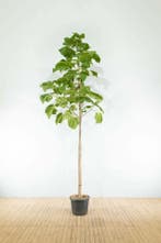 Paulownia tomentosa hoogstam