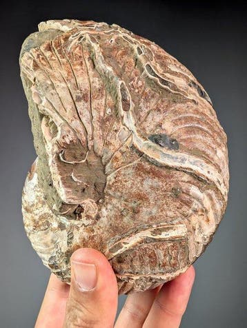 Fantastisch nautiloïde fossiel - Gefossiliseerde schelp -, Verzamelen