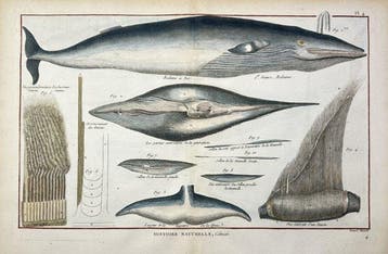 Robert Bénard (1734–1793) - Beaked Whale with Baleen and, Antiek en Kunst