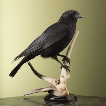 Zwarte Kraai Taxidermie Opgezette Dieren By Max, Ophalen of Verzenden, Nieuw, Vogel, Opgezet dier