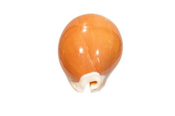 Gouden Cowrie [ VERZAMELSTUK ] Taxidermie wandmontage -, Nieuw