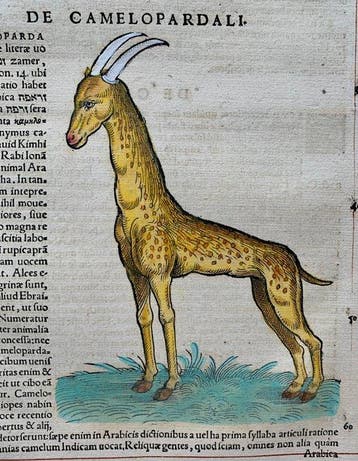 Conrad Gesner - Icones animalium quadrupedum uiuiparorum et, Antiek en Kunst