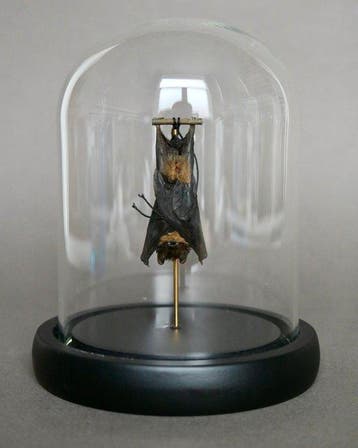 Vleermuis Taxidermie volledige montage - Pipistrelus sp. -, Nieuw