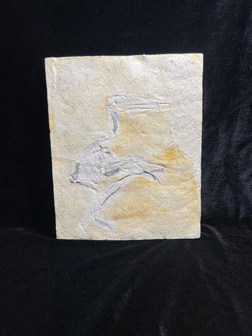 Replica - Gereconstrueerd skelet - pterodactylus kochi REPLI
