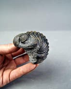 Trilobiet - Gefossiliseerd dier - Phacops Noir enrollado de