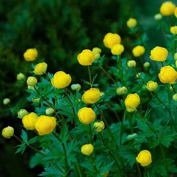 Trollius europaeus ‘Lemon Supreme’ - Wortelgoed - 5 stuks, Tuin en Terras, Verzenden