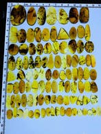 Barnsteen - 80 pieces of insect amber, Burmese amber, sold