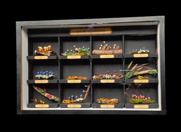 Fantastic museum-quality display box featuring a realistic, Nieuw