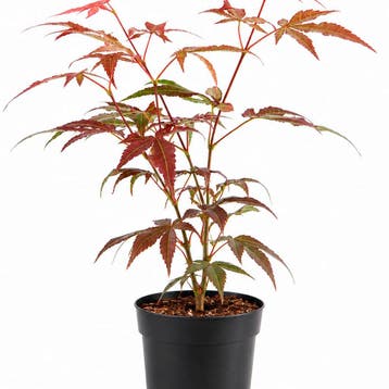 Japanse esdoorn Atropurpureum container (P10) Sierplanten, Verzenden, Overige soorten, Struik