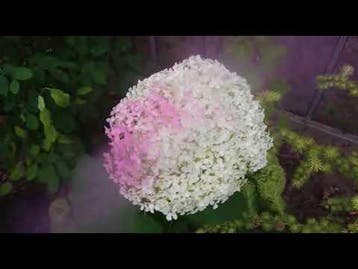 Flower decor verfspray waterbasis voor verse bloemen, Ophalen of Verzenden, Nieuw