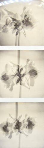 Maurizio Galimberti (1956–) - Fiore
