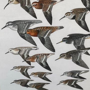 François Bérille (1945) - Oiseaux - Étude Comparative de, Antiek en Kunst