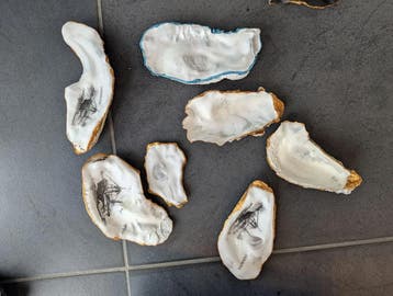Oesterschelpen biologisch watercleaned 8–13 cm 8 stuks, Ophalen of Verzenden, Nieuw