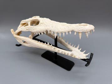Nijlkrokodil Schedel van een reptiel - Crocodylus niloticus, Verzamelen, Dierenverzamelingen, Nieuw