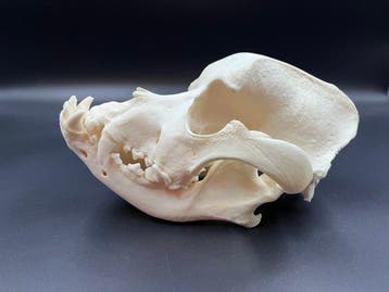 Hond Schedel - Bull Mastiff - 0 cm - 0 cm - 0 cm - (1), Verzamelen, Nieuw