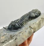 Trilobiet - Gefossiliseerd dier - Morocconite malladoides -