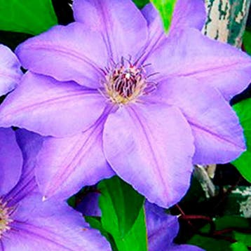 Clematis Generaal Sikorski” container (P14) Sierplanten, Verzenden, Overige soorten, Struik, Minder dan 100 cm